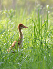 Single sandhill crane colt in tall grass