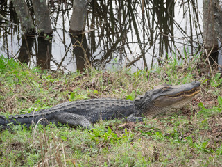 American Alligator on ground