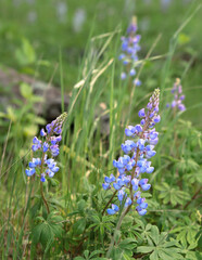 Lupines growing in the forest