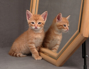 kitten looking at camera, mirror reflection