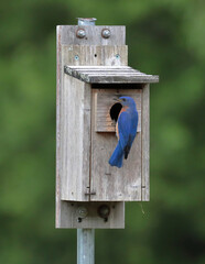 Bluebird clinging to nest box