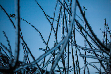Frosty Spruce Branches.Outdoor frost scene winter background. Beautiful tree Icing in the world of plants and sunrise sky. Frosty , snowy, scenic