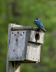 Tree swallow perched on nest box