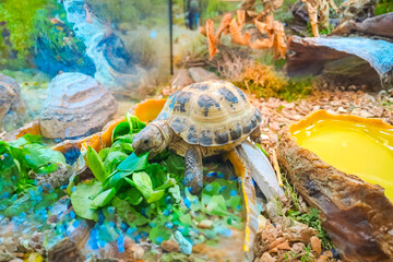 A pet turtle eats lettuce. Exotic pet feeding outdoors