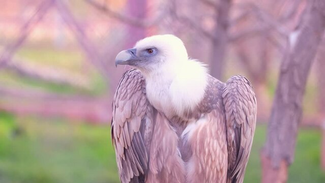 A griffon vulture sits on a branch, close-up, turning its head and preening its feathers. Large predator in nature. Gypsum fulvus