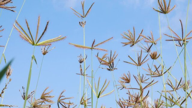 Low angle video shoot Meadow Grass with Blue Sky. Low angle Grass flower swaying soft wind with shine light in the morning blue sky and tiny white clouds, summer 4k video