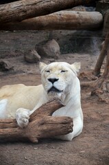 Naklejka premium Old white lioness in the Jungle Park in Tenerife, Spain
