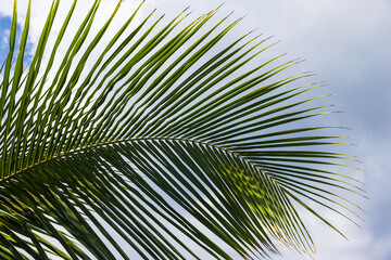 Coconut palm tree leaf is under  blue cloudy sky, natural background