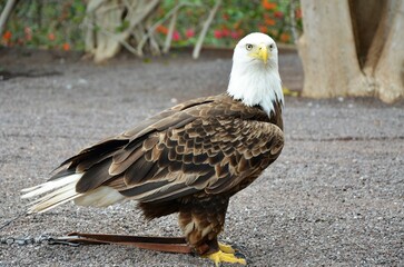 Bald Eagle at Tenerife Zoo Monkey Park