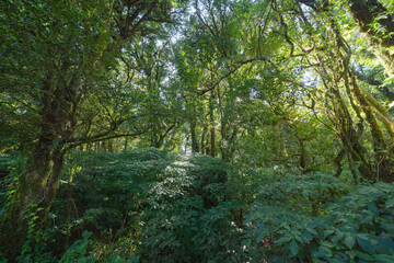 Tree tunnel in plantation, Thailand. Way through garden park in summer season. Nature landscape...