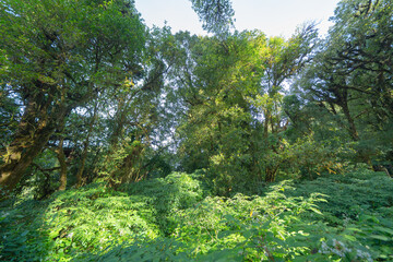 Tree tunnel in plantation, Thailand. Way through garden park in summer season. Nature landscape background.