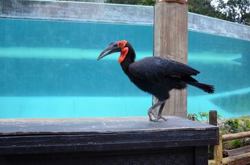 Southern ground hornbill in Tenerife