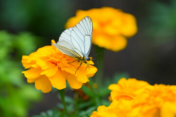エゾシロチョウ