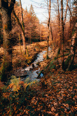 river autumn
