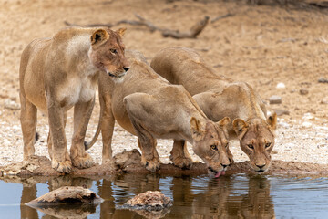 Lions drinking at the Nossob waterhole in Kgalagadi Transfrontier Park in South Africa