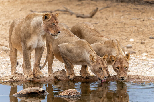 Lions drinking at the Nossob waterhole in Kgalagadi Transfrontier Park in South Africa