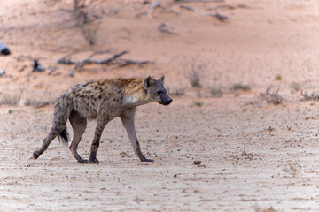 Spotted Hyena (Crocuta crocuta) searching for food in the dry red dunes of the Kgalagadi Transfrontier Park in South Africa