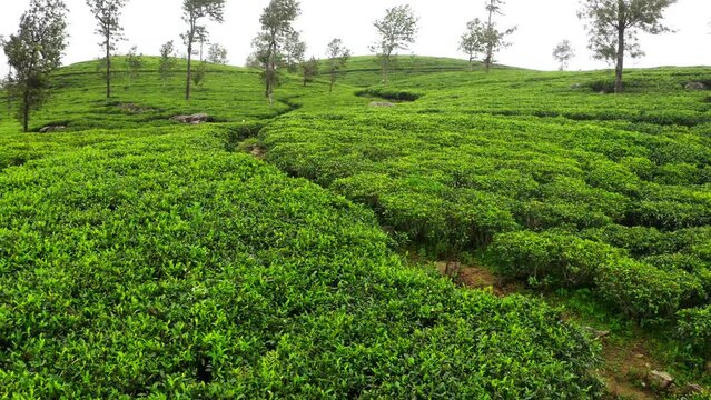 Flying  drone view over Ceylon green tea plantations 4K footage. Exotic countries traveling or tea cultivation agriculture concept. Lipton's seat, Haputale, Sri Lanka.