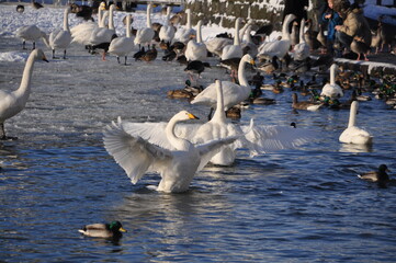 Majestic swan spreading its wings on frozen lake in Reykjavik Iceland