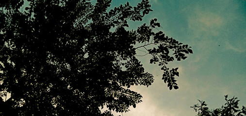 the sky shines pure white