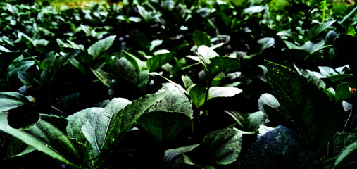 forest plants under the hot sky