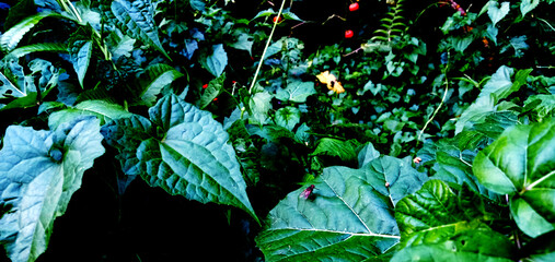 touch of plants on the side of the road