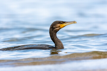 The great cormorant (Phalacrocorax carbo, black shag , kawau, great black cormorant, great cormorant) - a great black shorebird
