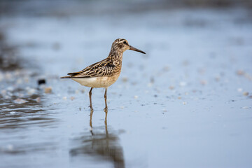close-up of the broad-billed sandpiper (Calidris falcinellus) - a small wader (wading bird)
