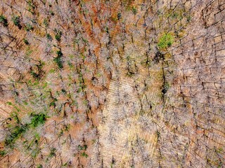 Teak forests dry out and wither during the dry season due to extreme hot weather which causes the leaves to fall