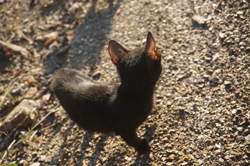 Little small cat on a dirt path.