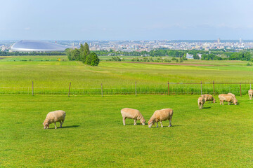 Obraz premium 羊ヶ丘展望台