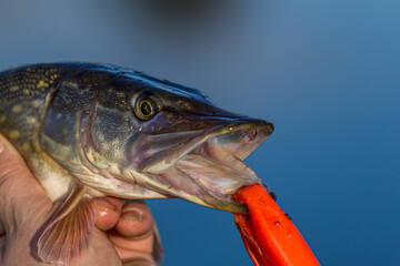 Close-up of caught pike fish trophy in water. Fishing background.Pike catch lure.