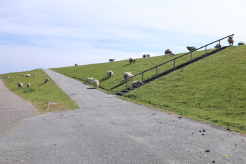 Eine Schafherde auf einem Deich auf Sylt	