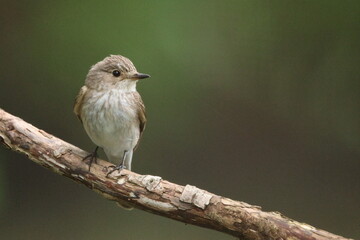 spotted flycatcher - Muscicapa striata