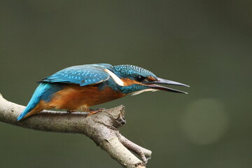 kingfisher agressive, attack formation