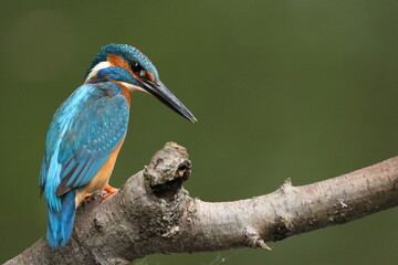 kingfisher sitting on branch looking down at fish