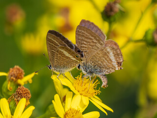 Male Long-tailed Blue Butterfly Trying to Mate