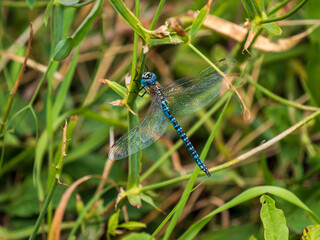 Southern Hawker Dragonfly Resting on Everlasting Sweetpea