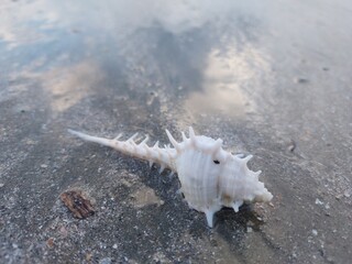 Seashells at the beach.