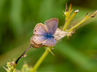 Long-tailed Blue Butterfly With its Wings Closed