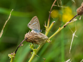 Long-tailed Blue Butterfly With its Wings Closed