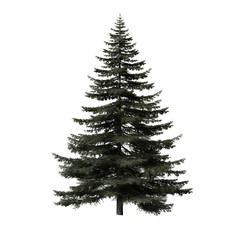 Natural fir tree isolated on transparent background
