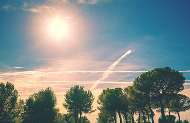 Mediterranean pine trees against sunset sky
