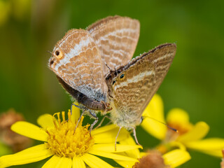 Male Long-tailed Blue Butterfly Trying to Mate