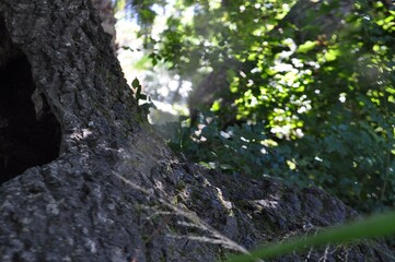 tree in the forest with leaves in the background