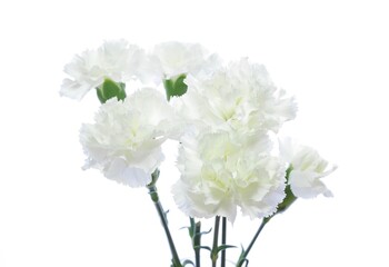 白いカーネーション20220508