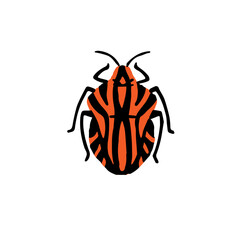 Graphosoma lineatum, minstrel bug. Realistic shield beetle. Red insect with black stripes. Stink small striped animal. Macro nature. Flat isolated hand drawn vector illustration on white background - obrazy, fototapety, plakaty