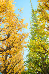 神宮外苑のイチョウ並木