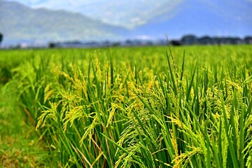 Rice plants grow abundantly in the rice fields of the Rawa Pening Ambarawa area, Central Java, Indonesia
