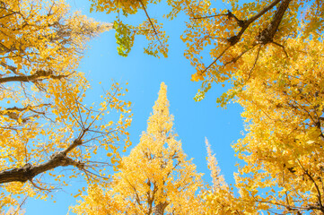 神宮外苑のイチョウ並木
